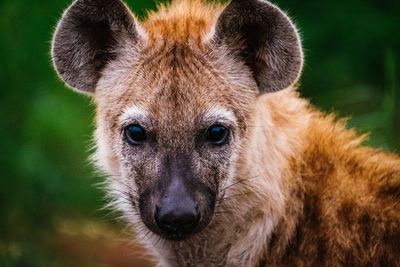 Close-up portrait of hyena