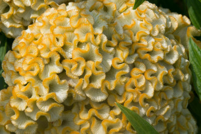 Close-up of yellow flowers for sale in market