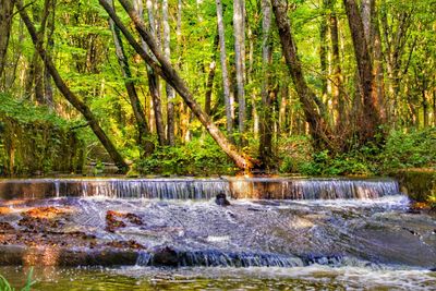 Scenic view of river flowing in forest