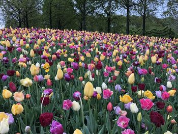 Purple tulips in park