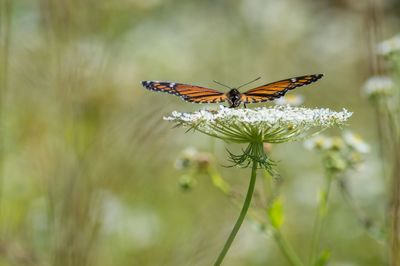 Close-up of butterfly pollinating on flower