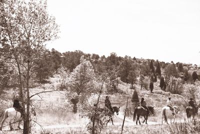 View of horses on field