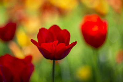 Close-up of red tulips on field