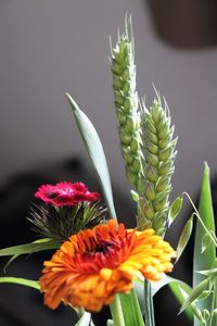 Close-up of flowering plant