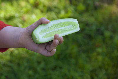 Cropped image of person holding leaf