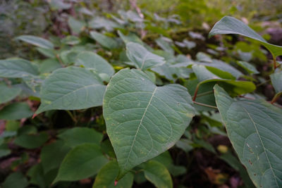 Close-up of green leaves