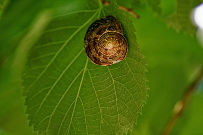 Close-up of shell on leaf