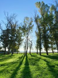 Trees on field against sky