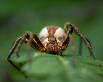 Close-up of spider