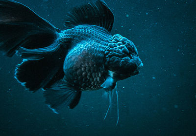 animal