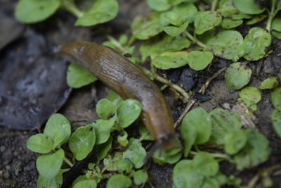 Close-up of a plant