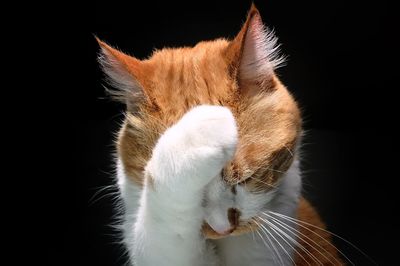 Close-up of cat against black background
