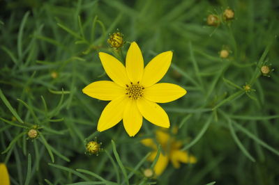 Close-up of yellow flowering plant