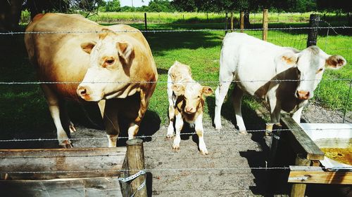 Portrait of cow standing outdoors