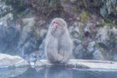 Monkey sitting on rock