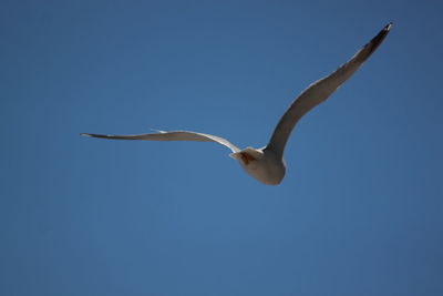 Low angle view of bird flying against clear sky