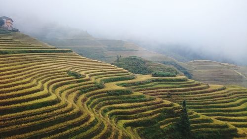 Scenic view of agricultural field during foggy weather