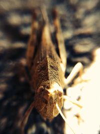 Close-up of plant against blurred background