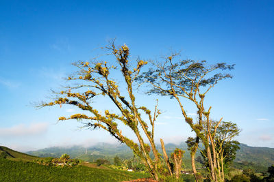 Trees against blue sky on sunny day