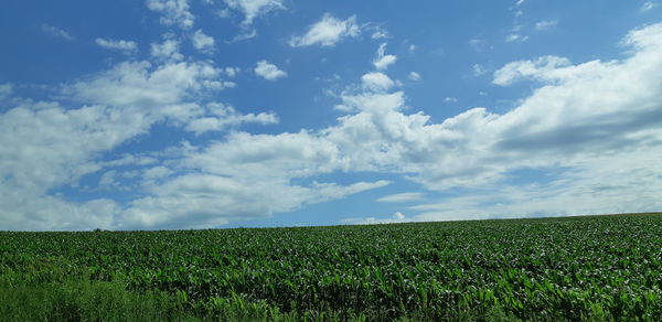 Scenic view of agricultural field against sky