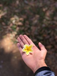 Close-up of hand holding yellow flower