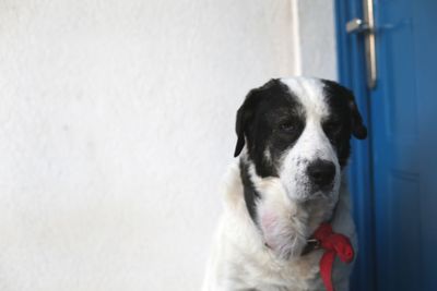 Close-up portrait of a dog looking away