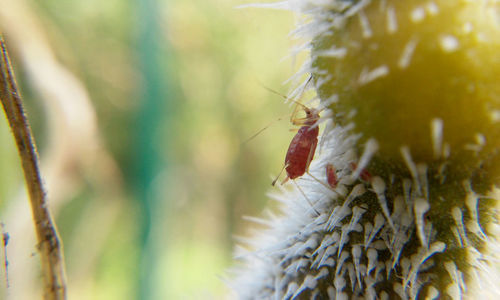 Close-up of insect