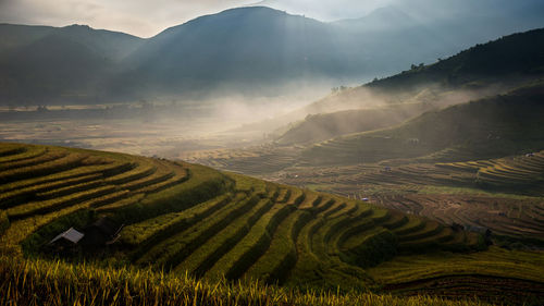 Scenic view of rice field against sky