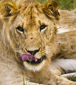 Close-up portrait of lion