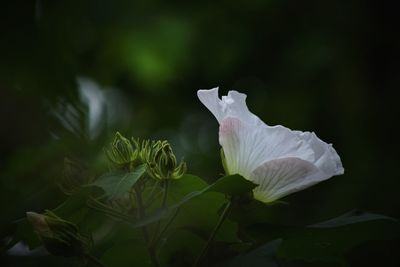 Close-up of white flowering plant