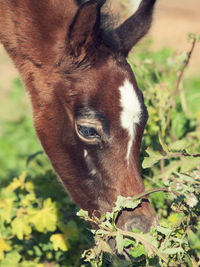 Close-up of horse on field