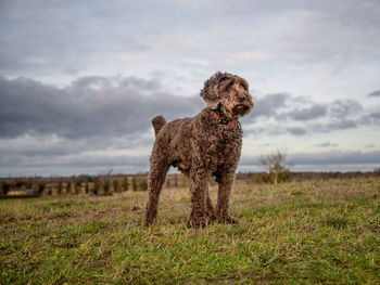 View of dog standing on field