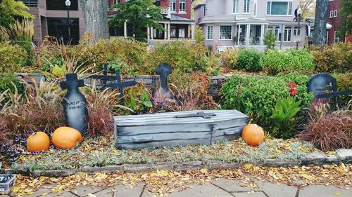 View of vegetables and plants in garden