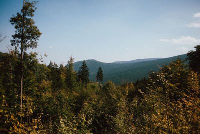 Scenic view of forest against clear sky