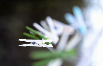 Close-up of plant against blurred background