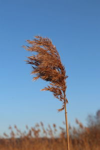 Low angle view of stalks in field against blue sky