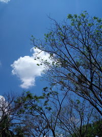 Low angle view of tree against sky