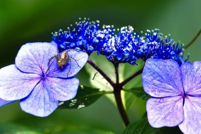 Close-up of purple flowering plant