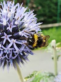 Close-up of bee pollinating on flower