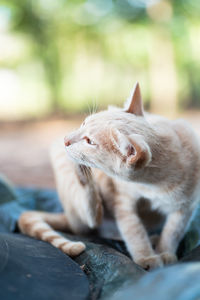 Close-up of a cat resting