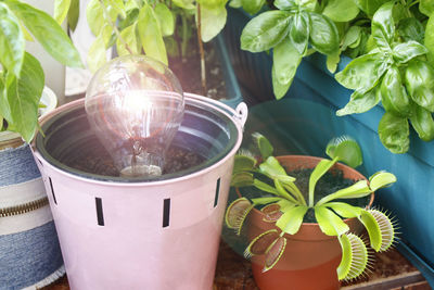 A light bulb growing in a pot 