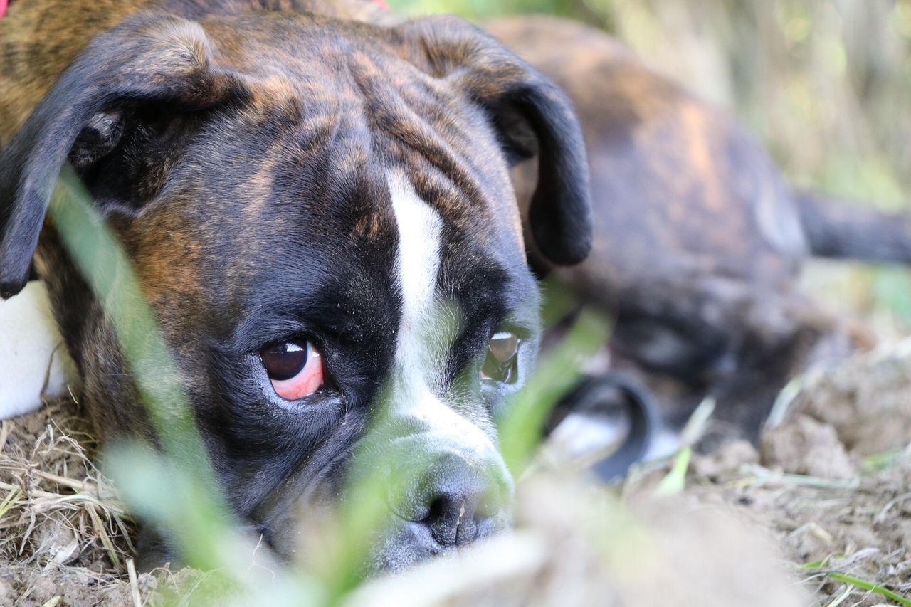 one animal, close-up, domestic animals, mammal, focus on foreground, looking at camera, pets, snout, day, outdoors, animal nose, no people