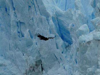 Andean condor flying against glacier