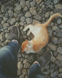 Low section of person with cat on street