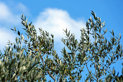 Low angle view of  olive leaf plant and olives. blue sky background