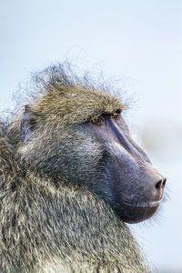 Close-up of monkey looking away against sky