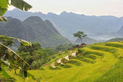 Scenic view of agricultural field against mountains