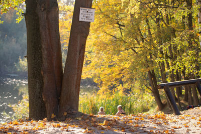 Trees in park during autumn and a bath in the sun.