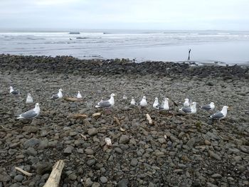 Seagulls on beach against sky