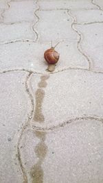 Close-up high angle view of snail